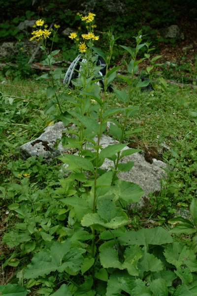 Campanula latifolia / Campanula maggiore